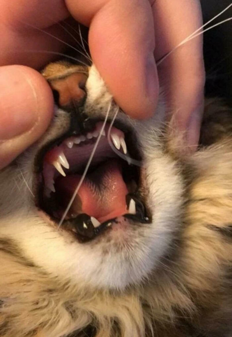 #15 Doubled Fangs Of a kitten #3 Ren Is A Polydactyl With 6 Toes On Each Foot, #5 My Sister Found This Adorable Guy With Extra Toes, #9 Polydactyl Maine Coon, #13 My Cat Is Polydactyl And Has 26 Toes. So I Named Him Toes, #15 Doubled Fangs Of a kitten, #17 Got My Cat Wholesale And He Came With 75% Extra Beans, #19 Say Hi To Our New Kitten Maximillion! He's A Polydactyl Siamese, #21 Sleepy Polydactyl Kitten With An Extra 6 Toes, #23 This Kitten With 7 Beans!, #27 My Polydactyl Kitty Stella, #29 My Friend's Polydactyl Half-Lynx Kitten. Her Name Is Nimh, #33 My Kitten Showing Off Her Polydactyl Toe Beans, #37 This Is Migi, Our Polydactyl 6-Year-Old Cat