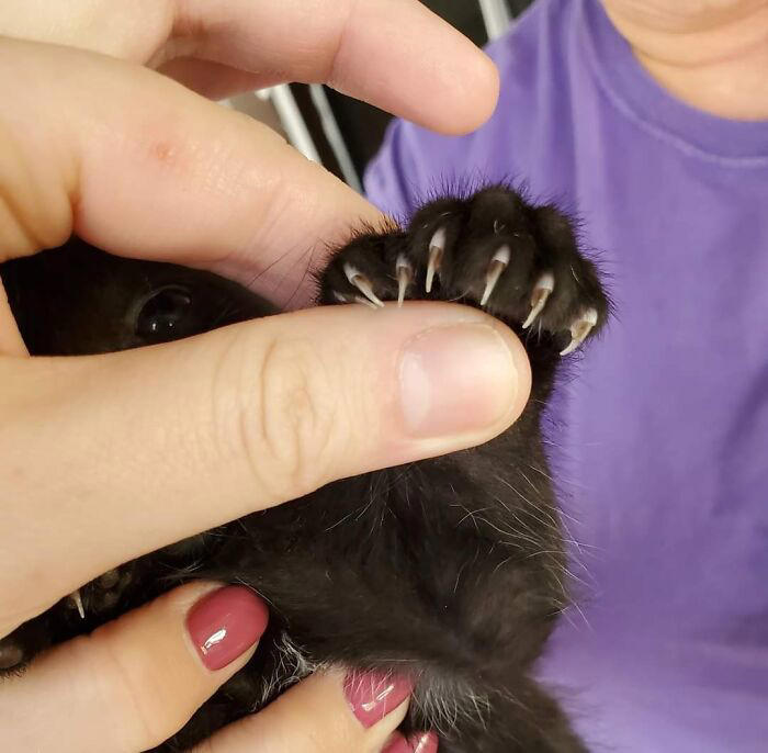 #23 This Kitten With 7 Beans! #3 Ren Is A Polydactyl With 6 Toes On Each Foot, #5 My Sister Found This Adorable Guy With Extra Toes, #9 Polydactyl Maine Coon, #13 My Cat Is Polydactyl And Has 26 Toes. So I Named Him Toes, #15 Doubled Fangs Of a kitten, #17 Got My Cat Wholesale And He Came With 75% Extra Beans, #19 Say Hi To Our New Kitten Maximillion! He's A Polydactyl Siamese, #21 Sleepy Polydactyl Kitten With An Extra 6 Toes, #23 This Kitten With 7 Beans!, #27 My Polydactyl Kitty Stella, #29 My Friend's Polydactyl Half-Lynx Kitten. Her Name Is Nimh, #33 My Kitten Showing Off Her Polydactyl Toe Beans, #37 This Is Migi, Our Polydactyl 6-Year-Old Cat