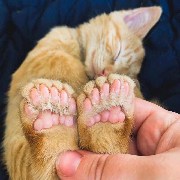 #3 Ren Is A Polydactyl With 6 Toes On Each Foot #3 Ren Is A Polydactyl With 6 Toes On Each Foot, #5 My Sister Found This Adorable Guy With Extra Toes, #9 Polydactyl Maine Coon, #13 My Cat Is Polydactyl And Has 26 Toes. So I Named Him Toes, #15 Doubled Fangs Of a kitten, #17 Got My Cat Wholesale And He Came With 75% Extra Beans, #19 Say Hi To Our New Kitten Maximillion! He's A Polydactyl Siamese, #21 Sleepy Polydactyl Kitten With An Extra 6 Toes, #23 This Kitten With 7 Beans!, #27 My Polydactyl Kitty Stella, #29 My Friend's Polydactyl Half-Lynx Kitten. Her Name Is Nimh, #33 My Kitten Showing Off Her Polydactyl Toe Beans, #37 This Is Migi, Our Polydactyl 6-Year-Old Cat