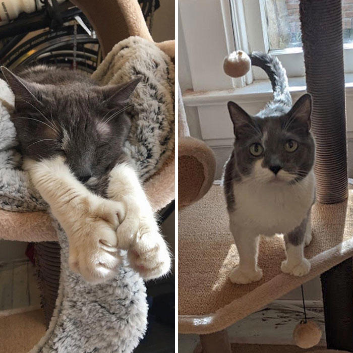 #37 This Is Migi, Our Polydactyl 6-Year-Old Cat #3 Ren Is A Polydactyl With 6 Toes On Each Foot, #5 My Sister Found This Adorable Guy With Extra Toes, #9 Polydactyl Maine Coon, #13 My Cat Is Polydactyl And Has 26 Toes. So I Named Him Toes, #15 Doubled Fangs Of a kitten, #17 Got My Cat Wholesale And He Came With 75% Extra Beans, #19 Say Hi To Our New Kitten Maximillion! He's A Polydactyl Siamese, #21 Sleepy Polydactyl Kitten With An Extra 6 Toes, #23 This Kitten With 7 Beans!, #27 My Polydactyl Kitty Stella, #29 My Friend's Polydactyl Half-Lynx Kitten. Her Name Is Nimh, #33 My Kitten Showing Off Her Polydactyl Toe Beans, #37 This Is Migi, Our Polydactyl 6-Year-Old Cat