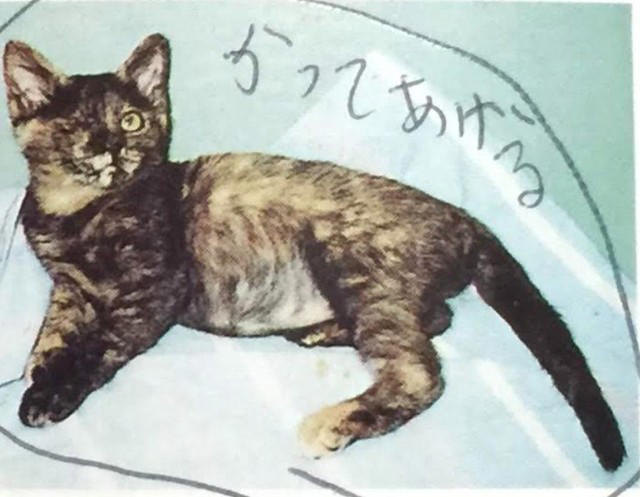 雑誌の里親募集で発見！“人に媚びないサビ猫”に心奪われて…, 歯槽膿漏に思えた異変は「扁平上皮癌」の症状だった, “両目が見えなくなった愛猫”を家族全員で最期まで愛し抜いた, 薄紙を1枚1枚剥ぐように「ペットロス」の悲しみを和らげる日々