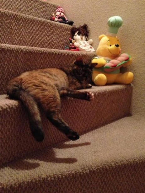 雑誌の里親募集で発見！“人に媚びないサビ猫”に心奪われて…, 歯槽膿漏に思えた異変は「扁平上皮癌」の症状だった, “両目が見えなくなった愛猫”を家族全員で最期まで愛し抜いた, 薄紙を1枚1枚剥ぐように「ペットロス」の悲しみを和らげる日々