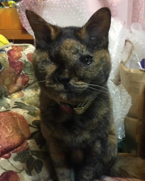 雑誌の里親募集で発見！“人に媚びないサビ猫”に心奪われて…, 歯槽膿漏に思えた異変は「扁平上皮癌」の症状だった, “両目が見えなくなった愛猫”を家族全員で最期まで愛し抜いた, 薄紙を1枚1枚剥ぐように「ペットロス」の悲しみを和らげる日々