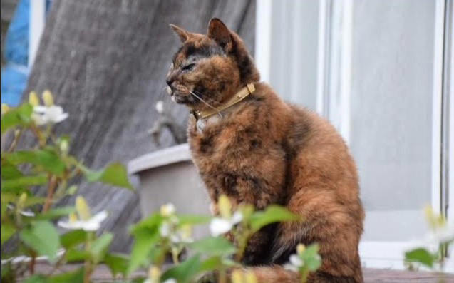 雑誌の里親募集で発見！“人に媚びないサビ猫”に心奪われて…, 歯槽膿漏に思えた異変は「扁平上皮癌」の症状だった, “両目が見えなくなった愛猫”を家族全員で最期まで愛し抜いた, 薄紙を1枚1枚剥ぐように「ペットロス」の悲しみを和らげる日々