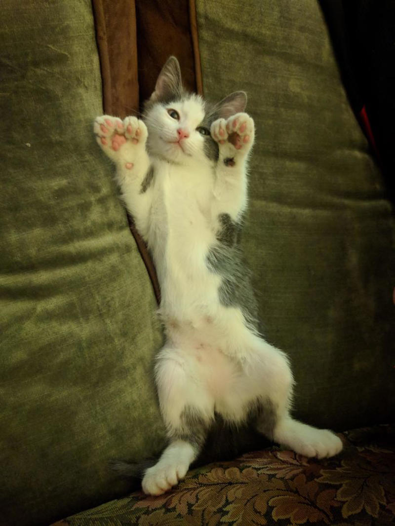 #13 My Cat Is Polydactyl And Has 26 Toes. So I Named Him Toes #3 Ren Is A Polydactyl With 6 Toes On Each Foot, #5 My Sister Found This Adorable Guy With Extra Toes, #9 Polydactyl Maine Coon, #13 My Cat Is Polydactyl And Has 26 Toes. So I Named Him Toes, #15 Doubled Fangs Of a kitten, #17 Got My Cat Wholesale And He Came With 75% Extra Beans, #19 Say Hi To Our New Kitten Maximillion! He's A Polydactyl Siamese, #21 Sleepy Polydactyl Kitten With An Extra 6 Toes, #23 This Kitten With 7 Beans!, #27 My Polydactyl Kitty Stella, #29 My Friend's Polydactyl Half-Lynx Kitten. Her Name Is Nimh, #33 My Kitten Showing Off Her Polydactyl Toe Beans, #37 This Is Migi, Our Polydactyl 6-Year-Old Cat