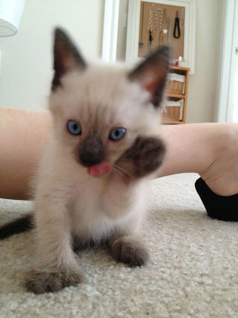 #19 Say Hi To Our New Kitten Maximillion! He's A Polydactyl Siamese #3 Ren Is A Polydactyl With 6 Toes On Each Foot, #5 My Sister Found This Adorable Guy With Extra Toes, #9 Polydactyl Maine Coon, #13 My Cat Is Polydactyl And Has 26 Toes. So I Named Him Toes, #15 Doubled Fangs Of a kitten, #17 Got My Cat Wholesale And He Came With 75% Extra Beans, #19 Say Hi To Our New Kitten Maximillion! He's A Polydactyl Siamese, #21 Sleepy Polydactyl Kitten With An Extra 6 Toes, #23 This Kitten With 7 Beans!, #27 My Polydactyl Kitty Stella, #29 My Friend's Polydactyl Half-Lynx Kitten. Her Name Is Nimh, #33 My Kitten Showing Off Her Polydactyl Toe Beans, #37 This Is Migi, Our Polydactyl 6-Year-Old Cat