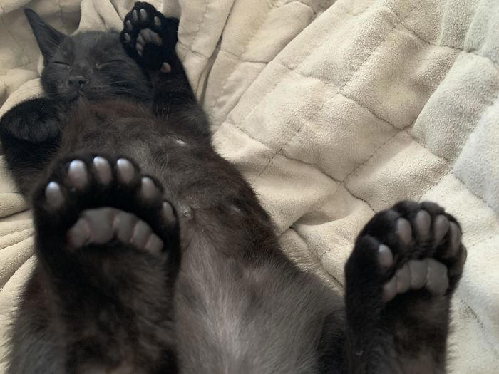 #21 Sleepy Polydactyl Kitten With An Extra 6 Toes #3 Ren Is A Polydactyl With 6 Toes On Each Foot, #5 My Sister Found This Adorable Guy With Extra Toes, #9 Polydactyl Maine Coon, #13 My Cat Is Polydactyl And Has 26 Toes. So I Named Him Toes, #15 Doubled Fangs Of a kitten, #17 Got My Cat Wholesale And He Came With 75% Extra Beans, #19 Say Hi To Our New Kitten Maximillion! He's A Polydactyl Siamese, #21 Sleepy Polydactyl Kitten With An Extra 6 Toes, #23 This Kitten With 7 Beans!, #27 My Polydactyl Kitty Stella, #29 My Friend's Polydactyl Half-Lynx Kitten. Her Name Is Nimh, #33 My Kitten Showing Off Her Polydactyl Toe Beans, #37 This Is Migi, Our Polydactyl 6-Year-Old Cat