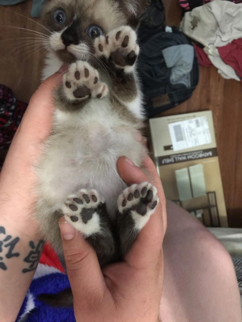#35 My New Love! She's A Polydactyl She Has 6 Toes On Each Foot! Any Names? #3 Ren Is A Polydactyl With 6 Toes On Each Foot, #5 My Sister Found This Adorable Guy With Extra Toes, #9 Polydactyl Maine Coon, #13 My Cat Is Polydactyl And Has 26 Toes. So I Named Him Toes, #15 Doubled Fangs Of a kitten, #17 Got My Cat Wholesale And He Came With 75% Extra Beans, #19 Say Hi To Our New Kitten Maximillion! He's A Polydactyl Siamese, #21 Sleepy Polydactyl Kitten With An Extra 6 Toes, #23 This Kitten With 7 Beans!, #27 My Polydactyl Kitty Stella, #29 My Friend's Polydactyl Half-Lynx Kitten. Her Name Is Nimh, #33 My Kitten Showing Off Her Polydactyl Toe Beans, #37 This Is Migi, Our Polydactyl 6-Year-Old Cat