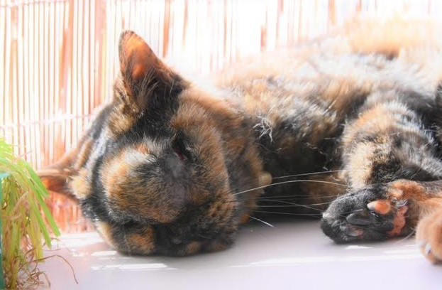 雑誌の里親募集で発見！“人に媚びないサビ猫”に心奪われて…, 歯槽膿漏に思えた異変は「扁平上皮癌」の症状だった, “両目が見えなくなった愛猫”を家族全員で最期まで愛し抜いた, 薄紙を1枚1枚剥ぐように「ペットロス」の悲しみを和らげる日々