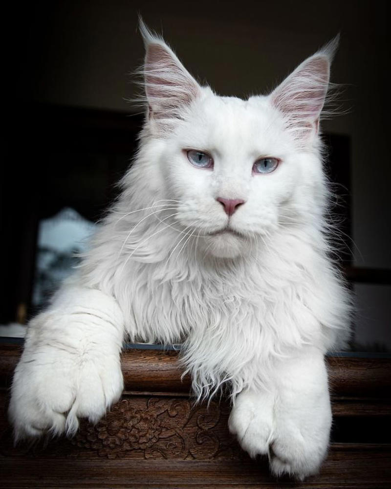 #9 Polydactyl Maine Coon #3 Ren Is A Polydactyl With 6 Toes On Each Foot, #5 My Sister Found This Adorable Guy With Extra Toes, #9 Polydactyl Maine Coon, #13 My Cat Is Polydactyl And Has 26 Toes. So I Named Him Toes, #15 Doubled Fangs Of a kitten, #17 Got My Cat Wholesale And He Came With 75% Extra Beans, #19 Say Hi To Our New Kitten Maximillion! He's A Polydactyl Siamese, #21 Sleepy Polydactyl Kitten With An Extra 6 Toes, #23 This Kitten With 7 Beans!, #27 My Polydactyl Kitty Stella, #29 My Friend's Polydactyl Half-Lynx Kitten. Her Name Is Nimh, #33 My Kitten Showing Off Her Polydactyl Toe Beans, #37 This Is Migi, Our Polydactyl 6-Year-Old Cat