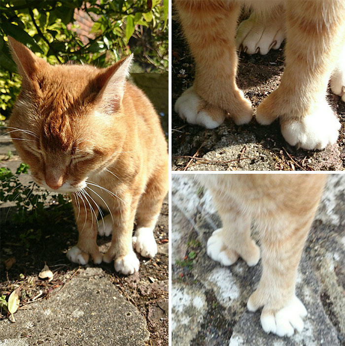 #11 A Cat With An Opposable Thumb. I For One Welcome Our New Cat Overlords #3 Ren Is A Polydactyl With 6 Toes On Each Foot, #5 My Sister Found This Adorable Guy With Extra Toes, #9 Polydactyl Maine Coon, #13 My Cat Is Polydactyl And Has 26 Toes. So I Named Him Toes, #15 Doubled Fangs Of a kitten, #17 Got My Cat Wholesale And He Came With 75% Extra Beans, #19 Say Hi To Our New Kitten Maximillion! He's A Polydactyl Siamese, #21 Sleepy Polydactyl Kitten With An Extra 6 Toes, #23 This Kitten With 7 Beans!, #27 My Polydactyl Kitty Stella, #29 My Friend's Polydactyl Half-Lynx Kitten. Her Name Is Nimh, #33 My Kitten Showing Off Her Polydactyl Toe Beans, #37 This Is Migi, Our Polydactyl 6-Year-Old Cat