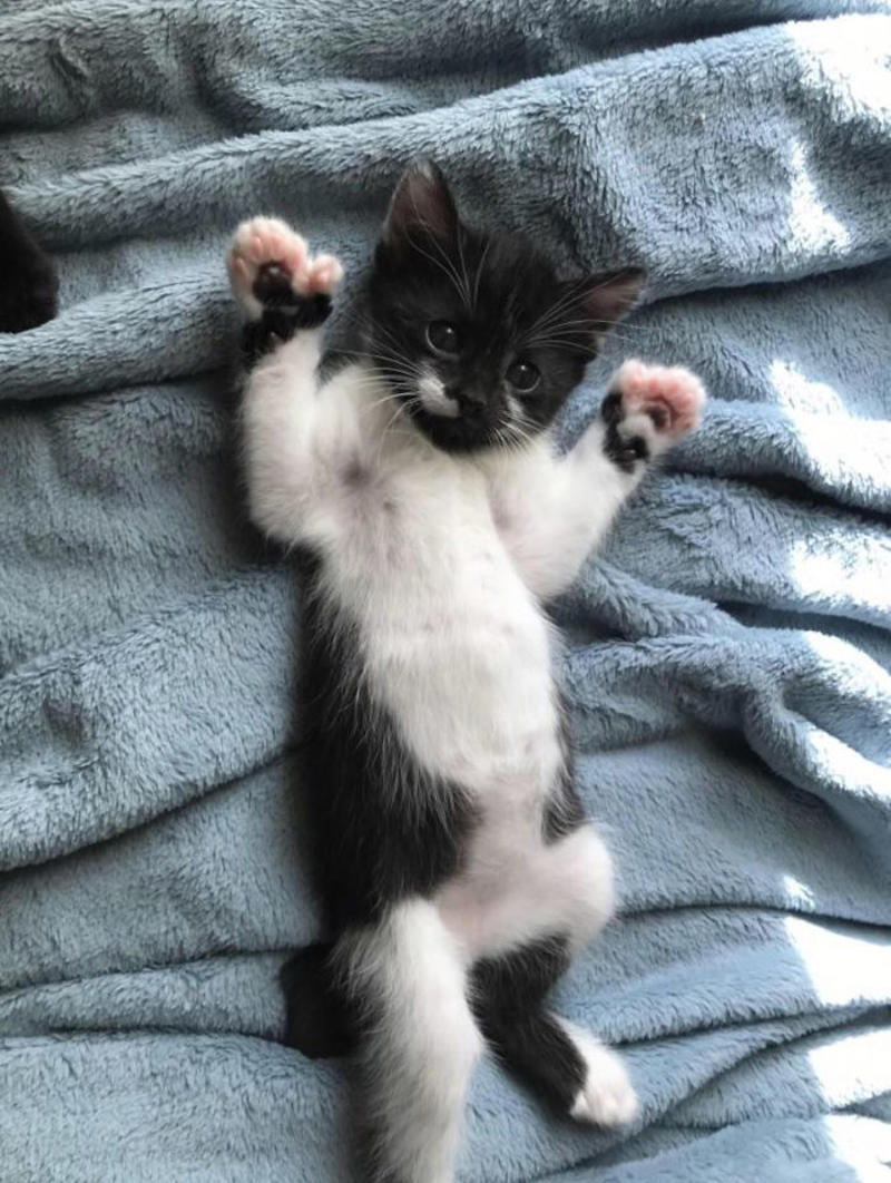 #33 My Kitten Showing Off Her Polydactyl Toe Beans #3 Ren Is A Polydactyl With 6 Toes On Each Foot, #5 My Sister Found This Adorable Guy With Extra Toes, #9 Polydactyl Maine Coon, #13 My Cat Is Polydactyl And Has 26 Toes. So I Named Him Toes, #15 Doubled Fangs Of a kitten, #17 Got My Cat Wholesale And He Came With 75% Extra Beans, #19 Say Hi To Our New Kitten Maximillion! He's A Polydactyl Siamese, #21 Sleepy Polydactyl Kitten With An Extra 6 Toes, #23 This Kitten With 7 Beans!, #27 My Polydactyl Kitty Stella, #29 My Friend's Polydactyl Half-Lynx Kitten. Her Name Is Nimh, #33 My Kitten Showing Off Her Polydactyl Toe Beans, #37 This Is Migi, Our Polydactyl 6-Year-Old Cat