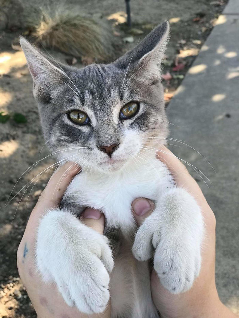 #5 My Sister Found This Adorable Guy With Extra Toes #3 Ren Is A Polydactyl With 6 Toes On Each Foot, #5 My Sister Found This Adorable Guy With Extra Toes, #9 Polydactyl Maine Coon, #13 My Cat Is Polydactyl And Has 26 Toes. So I Named Him Toes, #15 Doubled Fangs Of a kitten, #17 Got My Cat Wholesale And He Came With 75% Extra Beans, #19 Say Hi To Our New Kitten Maximillion! He's A Polydactyl Siamese, #21 Sleepy Polydactyl Kitten With An Extra 6 Toes, #23 This Kitten With 7 Beans!, #27 My Polydactyl Kitty Stella, #29 My Friend's Polydactyl Half-Lynx Kitten. Her Name Is Nimh, #33 My Kitten Showing Off Her Polydactyl Toe Beans, #37 This Is Migi, Our Polydactyl 6-Year-Old Cat