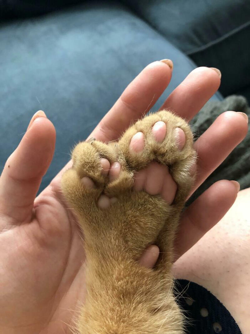 #17 Got My Cat Wholesale And He Came With 75% Extra Beans #3 Ren Is A Polydactyl With 6 Toes On Each Foot, #5 My Sister Found This Adorable Guy With Extra Toes, #9 Polydactyl Maine Coon, #13 My Cat Is Polydactyl And Has 26 Toes. So I Named Him Toes, #15 Doubled Fangs Of a kitten, #17 Got My Cat Wholesale And He Came With 75% Extra Beans, #19 Say Hi To Our New Kitten Maximillion! He's A Polydactyl Siamese, #21 Sleepy Polydactyl Kitten With An Extra 6 Toes, #23 This Kitten With 7 Beans!, #27 My Polydactyl Kitty Stella, #29 My Friend's Polydactyl Half-Lynx Kitten. Her Name Is Nimh, #33 My Kitten Showing Off Her Polydactyl Toe Beans, #37 This Is Migi, Our Polydactyl 6-Year-Old Cat