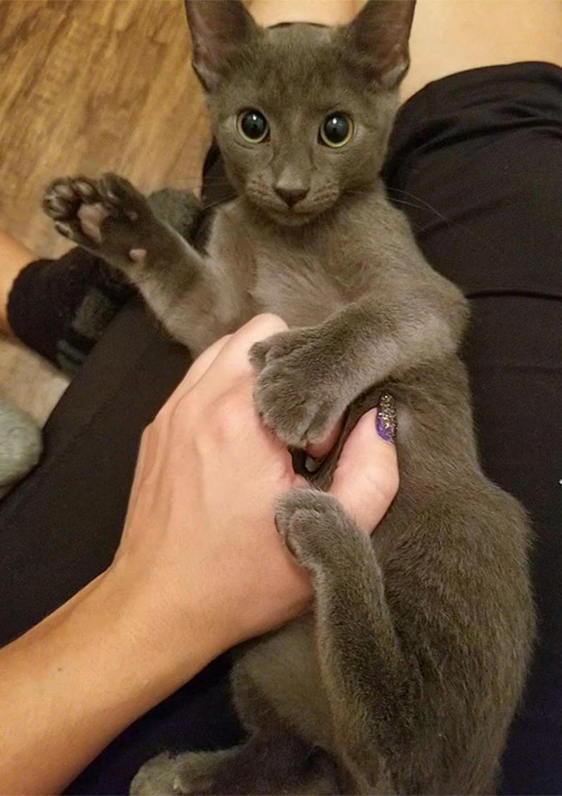 #25 I Drove Over An Hour One Way To Pick Up My Purrito With Extra Beans From A Shelter In The Middle Of Nowhere. Meet Zula #3 Ren Is A Polydactyl With 6 Toes On Each Foot, #5 My Sister Found This Adorable Guy With Extra Toes, #9 Polydactyl Maine Coon, #13 My Cat Is Polydactyl And Has 26 Toes. So I Named Him Toes, #15 Doubled Fangs Of a kitten, #17 Got My Cat Wholesale And He Came With 75% Extra Beans, #19 Say Hi To Our New Kitten Maximillion! He's A Polydactyl Siamese, #21 Sleepy Polydactyl Kitten With An Extra 6 Toes, #23 This Kitten With 7 Beans!, #27 My Polydactyl Kitty Stella, #29 My Friend's Polydactyl Half-Lynx Kitten. Her Name Is Nimh, #33 My Kitten Showing Off Her Polydactyl Toe Beans, #37 This Is Migi, Our Polydactyl 6-Year-Old Cat