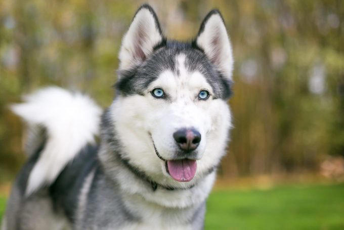 Siberian husky, Alaskan malamute, Jack Russell terrier, Bloodhound, Great Pyrenees, Australian shepherd, Border collie, About the experts, Why trust us, Sources: