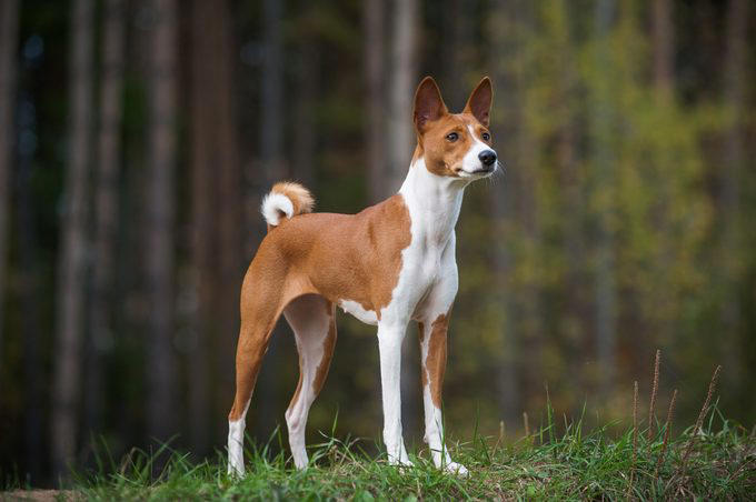 Siberian husky, Alaskan malamute, Jack Russell terrier, Bloodhound, Great Pyrenees, Australian shepherd, Border collie, About the experts, Why trust us, Sources: