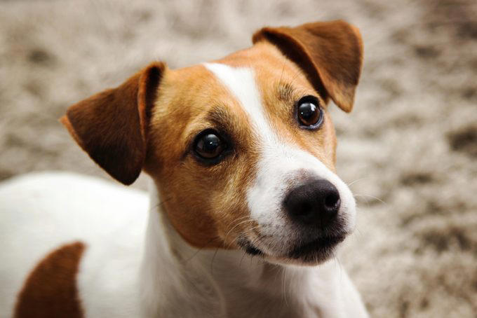 Siberian husky, Alaskan malamute, Jack Russell terrier, Bloodhound, Great Pyrenees, Australian shepherd, Border collie, About the experts, Why trust us, Sources:
