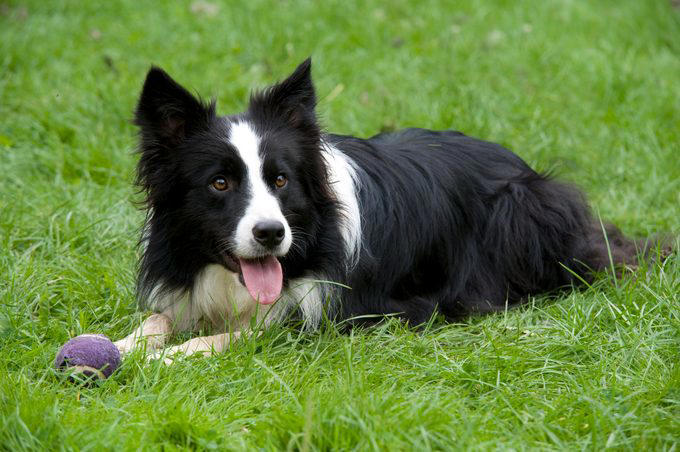 Siberian husky, Alaskan malamute, Jack Russell terrier, Bloodhound, Great Pyrenees, Australian shepherd, Border collie, About the experts, Why trust us, Sources: