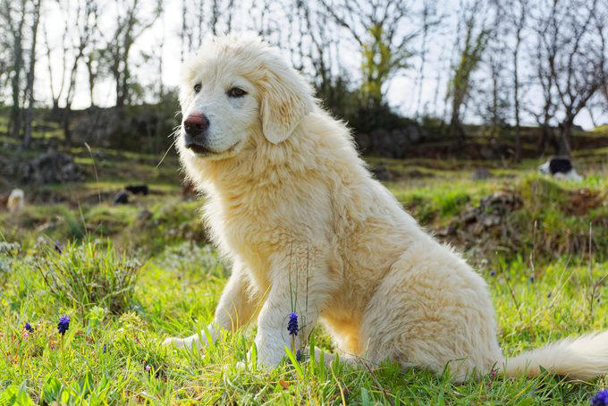 Siberian husky, Alaskan malamute, Jack Russell terrier, Bloodhound, Great Pyrenees, Australian shepherd, Border collie, About the experts, Why trust us, Sources:
