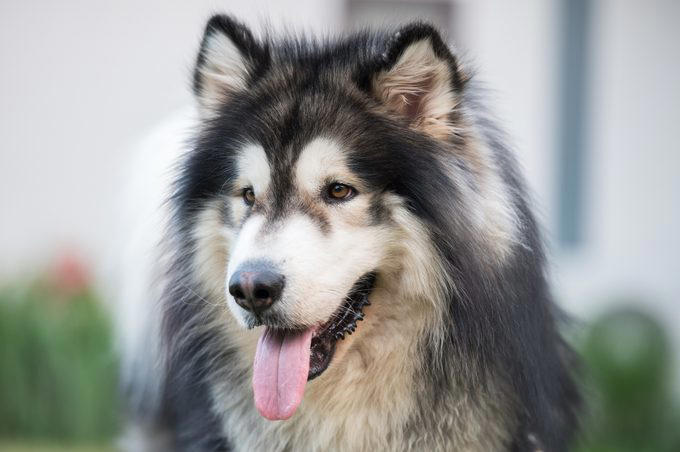 Siberian husky, Alaskan malamute, Jack Russell terrier, Bloodhound, Great Pyrenees, Australian shepherd, Border collie, About the experts, Why trust us, Sources: