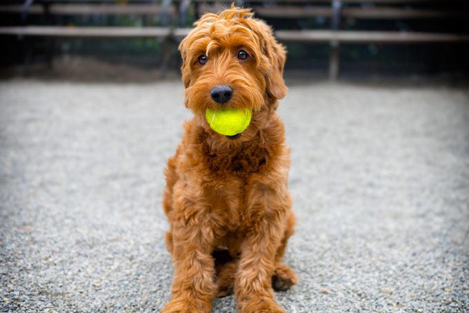 Siberian husky, Alaskan malamute, Jack Russell terrier, Bloodhound, Great Pyrenees, Australian shepherd, Border collie, About the experts, Why trust us, Sources: