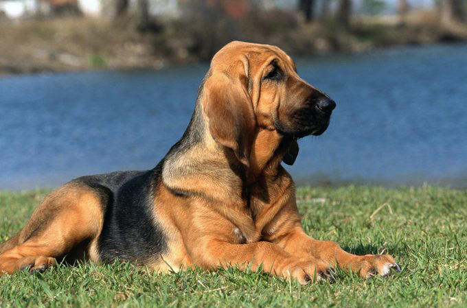 Siberian husky, Alaskan malamute, Jack Russell terrier, Bloodhound, Great Pyrenees, Australian shepherd, Border collie, About the experts, Why trust us, Sources: