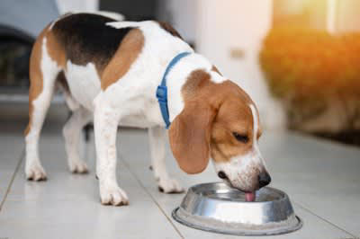 犬に与える理想的な1日の水分量目安は？, 犬に『水分補給』をさせるときの絶対NG行為4選, 1.水をこまめに取り替えない, 2.水の温度が冷たすぎる、熱すぎる, 3.水道水以外の水を与える, 4.用意している水分量が足りない, 愛犬の健康を守る水の与え方は？