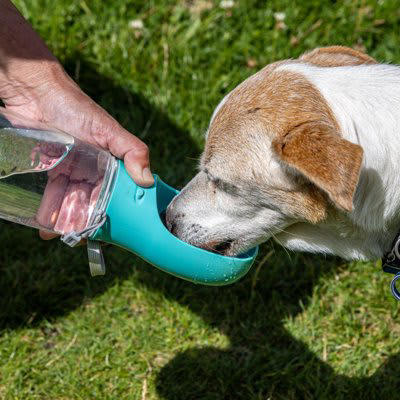犬に与える理想的な1日の水分量目安は？, 犬に『水分補給』をさせるときの絶対NG行為4選, 1.水をこまめに取り替えない, 2.水の温度が冷たすぎる、熱すぎる, 3.水道水以外の水を与える, 4.用意している水分量が足りない, 愛犬の健康を守る水の与え方は？