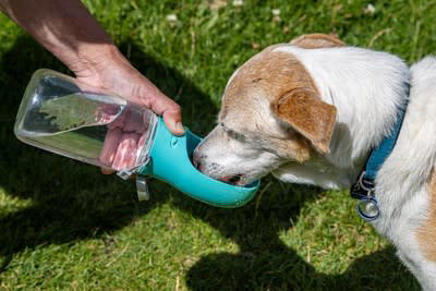 犬に与える理想的な1日の水分量目安は？, 犬に『水分補給』をさせるときの絶対NG行為4選, 1.水をこまめに取り替えない, 2.水の温度が冷たすぎる、熱すぎる, 3.水道水以外の水を与える, 4.用意している水分量が足りない, 愛犬の健康を守る水の与え方は？