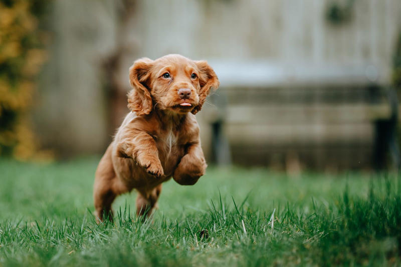 Best Brown Dog Names, Boy Brown Dog Names , Girl Brown Dog Names , Food-Inspired Brown Dog Names, Nature-Inspired Brown Dog Names