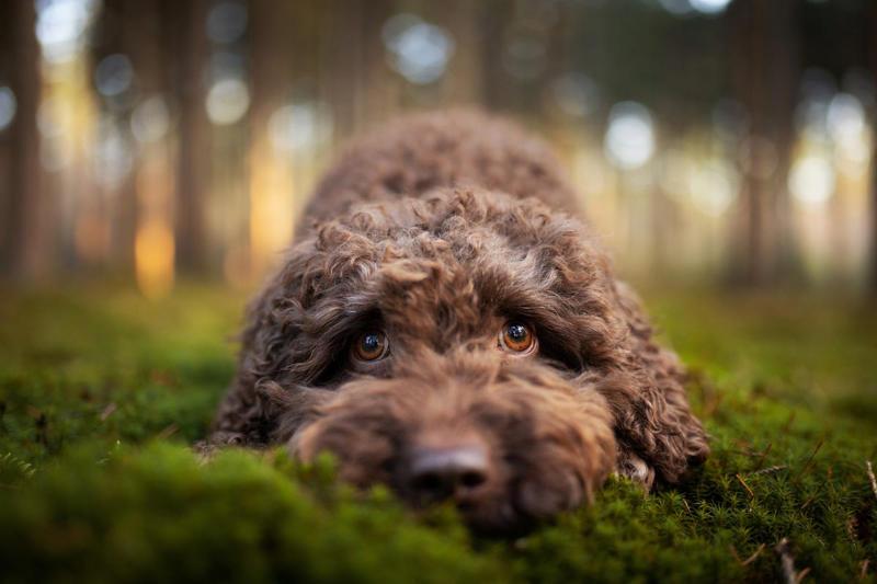 Best Brown Dog Names, Boy Brown Dog Names , Girl Brown Dog Names , Food-Inspired Brown Dog Names, Nature-Inspired Brown Dog Names