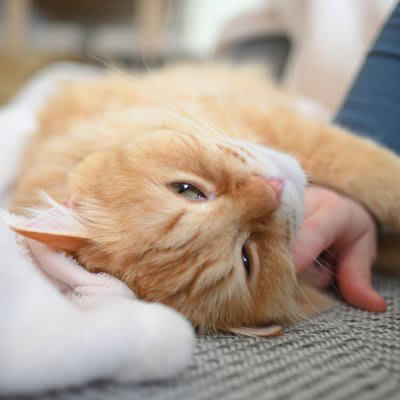 『ひとりっ子』が向いている猫の4つの特徴, 1.他の猫に対して攻撃的・警戒心が強い猫, 2.人との関係を深く求める“甘えん坊”タイプ, 3.環境の変化が苦手でマイペースな性格, 4.保護猫出身やトラウマを抱えている猫, 『ひとりっ子』で飼うときの注意点