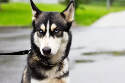 犬が人にみせる『嫌いサイン』とは？, 1.攻撃的な態度をみせる, 2.名前を呼んでも反応しない, 3.おやつを拒否する, 4.近づくと逃げるように距離をとる, 5.何度もストレスサインをみせる, 犬は飼い主でも嫌いになる？嫌悪感を抱いてしまうNG行為