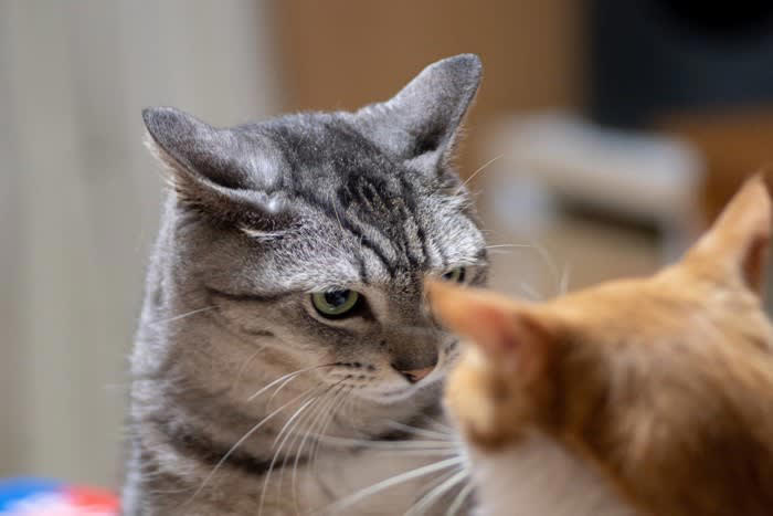 『ひとりっ子』が向いている猫の4つの特徴, 1.他の猫に対して攻撃的・警戒心が強い猫, 2.人との関係を深く求める“甘えん坊”タイプ, 3.環境の変化が苦手でマイペースな性格, 4.保護猫出身やトラウマを抱えている猫, 『ひとりっ子』で飼うときの注意点