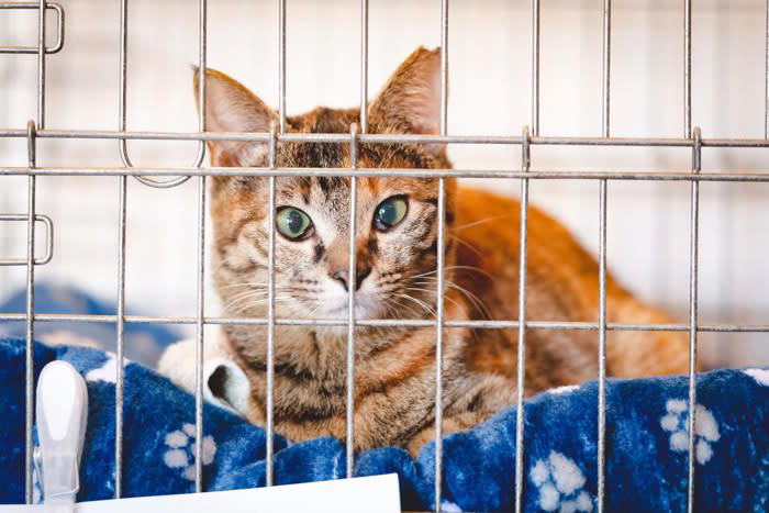 『ひとりっ子』が向いている猫の4つの特徴, 1.他の猫に対して攻撃的・警戒心が強い猫, 2.人との関係を深く求める“甘えん坊”タイプ, 3.環境の変化が苦手でマイペースな性格, 4.保護猫出身やトラウマを抱えている猫, 『ひとりっ子』で飼うときの注意点