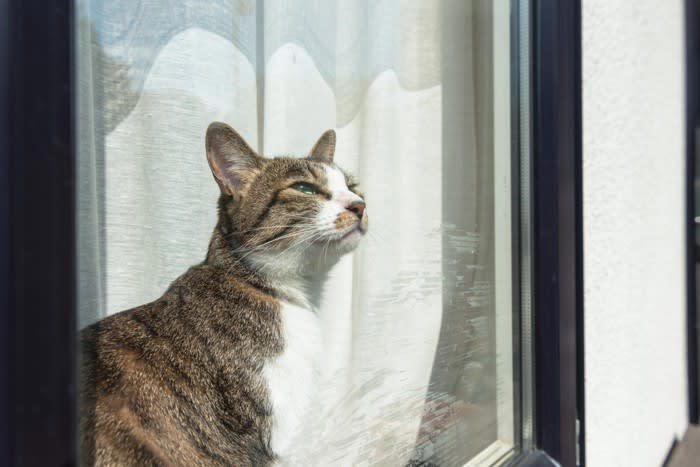 『ひとりっ子』が向いている猫の4つの特徴, 1.他の猫に対して攻撃的・警戒心が強い猫, 2.人との関係を深く求める“甘えん坊”タイプ, 3.環境の変化が苦手でマイペースな性格, 4.保護猫出身やトラウマを抱えている猫, 『ひとりっ子』で飼うときの注意点