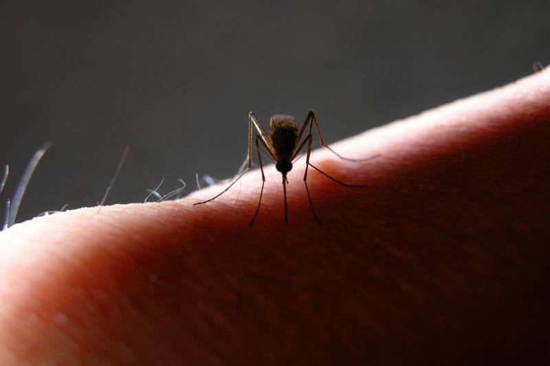 Routine vaccines, South America, Yellow fever, Central America and Caribbean, Mosquito risks, Northern Africa, Limited insect-borne risks, Sub-Saharan Africa, Meningitis, Middle East, Pilgrimage-specific vaccines, Vector concerns, East Asia, Japanese encephalitis, Insect precautions, Southeast Asia, Cholera and malaria, South Asia, Malaria and altitude, Special situations, North America, General precautions
