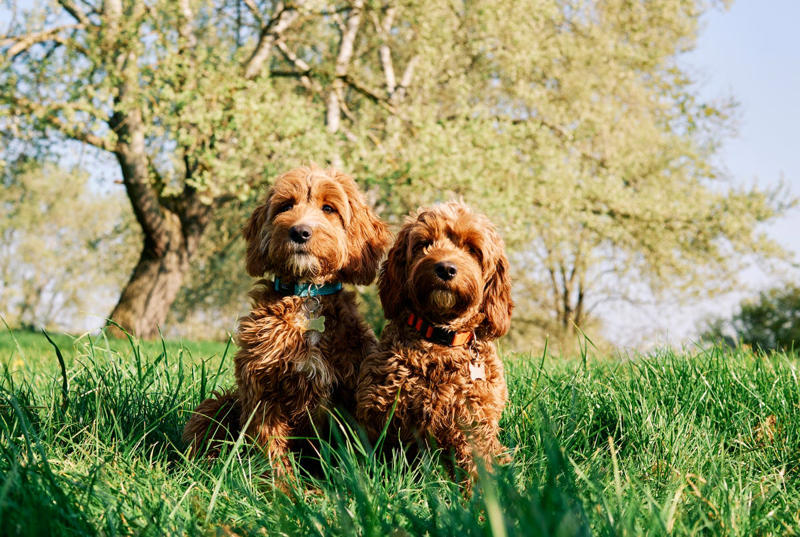 Best Brown Dog Names, Boy Brown Dog Names , Girl Brown Dog Names , Food-Inspired Brown Dog Names, Nature-Inspired Brown Dog Names