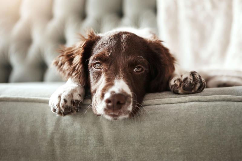 Best Brown Dog Names, Boy Brown Dog Names , Girl Brown Dog Names , Food-Inspired Brown Dog Names, Nature-Inspired Brown Dog Names