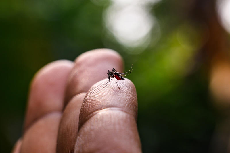 Routine vaccines, South America, Yellow fever, Central America and Caribbean, Mosquito risks, Northern Africa, Limited insect-borne risks, Sub-Saharan Africa, Meningitis, Middle East, Pilgrimage-specific vaccines, Vector concerns, East Asia, Japanese encephalitis, Insect precautions, Southeast Asia, Cholera and malaria, South Asia, Malaria and altitude, Special situations, North America, General precautions