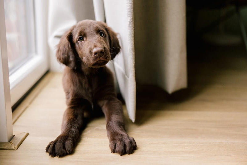 Best Brown Dog Names, Boy Brown Dog Names , Girl Brown Dog Names , Food-Inspired Brown Dog Names, Nature-Inspired Brown Dog Names