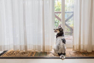 犬が窓の外に向かって吠える理由, 1.窓から見えるものに対して警戒して吠える, 2.窓の外の声や音や気配に対して警戒して吠える, 3.窓から見えるものに対して興味を持って吠える, 4.窓から見える人や犬に対して要求したくて吠える, 5.飼い主の気を惹きたくて吠える, 窓の外に向かって吠える犬を落ち着かせる方法