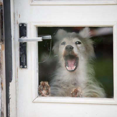 犬が窓の外に向かって吠える理由, 1.窓から見えるものに対して警戒して吠える, 2.窓の外の声や音や気配に対して警戒して吠える, 3.窓から見えるものに対して興味を持って吠える, 4.窓から見える人や犬に対して要求したくて吠える, 5.飼い主の気を惹きたくて吠える, 窓の外に向かって吠える犬を落ち着かせる方法
