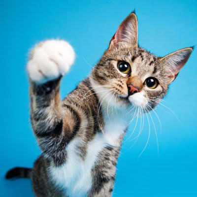 猫に『引っかかれやすい人』に共通する3つの特徴, 1.急な動きや大きな音を出す, 2.猫の嫌がるサインを見逃す, 3.匂いや服装で警戒されている, 引っかかれにくくするための接し方