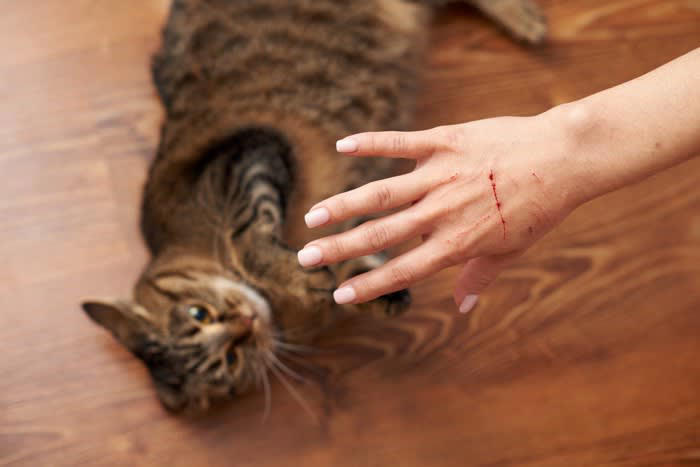 猫に『引っかかれやすい人』に共通する3つの特徴, 1.急な動きや大きな音を出す, 2.猫の嫌がるサインを見逃す, 3.匂いや服装で警戒されている, 引っかかれにくくするための接し方