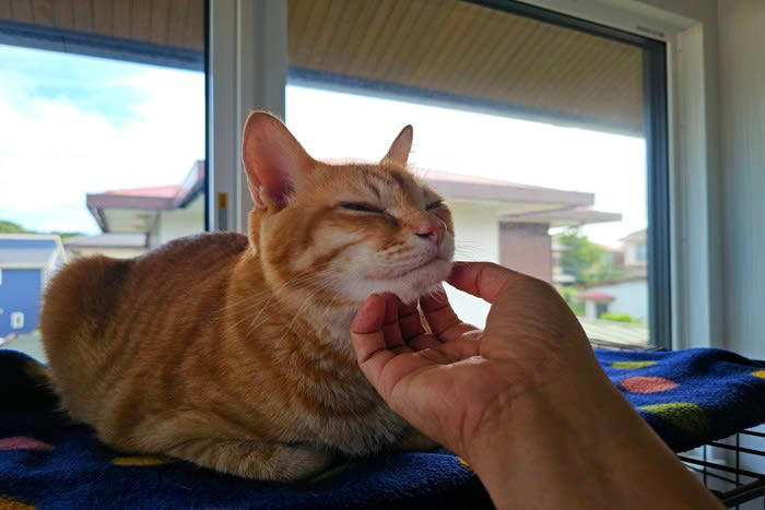 猫に『引っかかれやすい人』に共通する3つの特徴, 1.急な動きや大きな音を出す, 2.猫の嫌がるサインを見逃す, 3.匂いや服装で警戒されている, 引っかかれにくくするための接し方