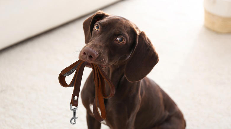 Pet Leashes And Collars, Cleaning Products, Chargers And Electronics, Raw Meat, Mail And Documents, Pet Food, Dirty Sponges, Kitchen Appliances, Cooked Rice, Remote Control, Excessive Decoration, Medications And Pills