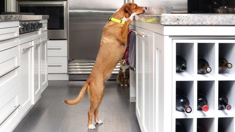Pet Leashes And Collars, Cleaning Products, Chargers And Electronics, Raw Meat, Mail And Documents, Pet Food, Dirty Sponges, Kitchen Appliances, Cooked Rice, Remote Control, Excessive Decoration, Medications And Pills