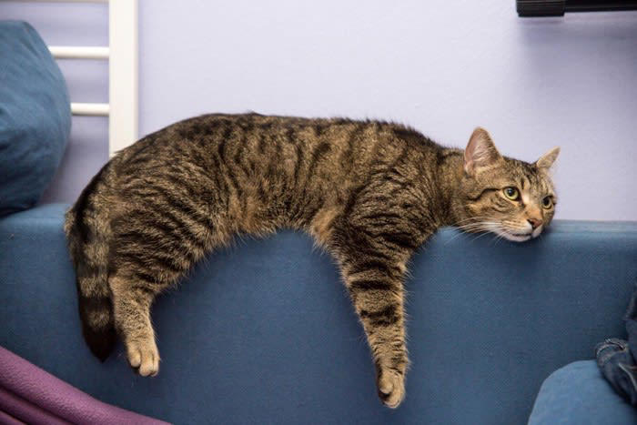 1.常に猫の要求に応じてしまう人, 2.四六時中べったり一緒にいる人, 3.過剰に感情移入する人, 4.日常に変化が少ない生活をしている人